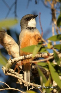 Sourd à ventre roux/Rufous Whistler (1)