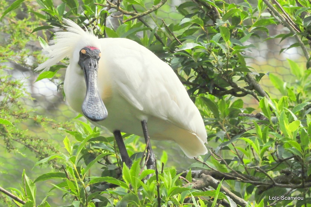 Spatule royale/Royal Spoonbill
