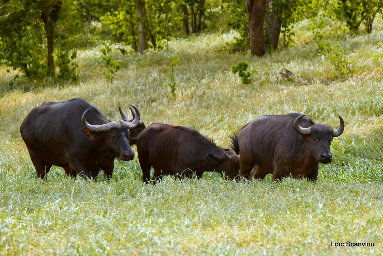 Buffle du Cap/Cape Buffalo (1)
