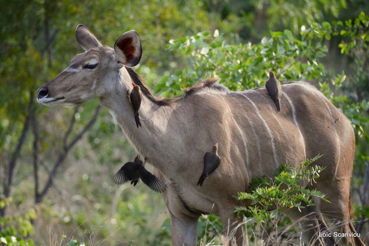 Koudou/Kudu (1)