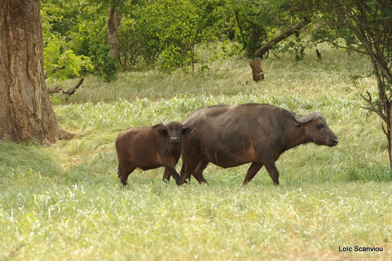 Buffle du Cap/Cape Buffalo (2)