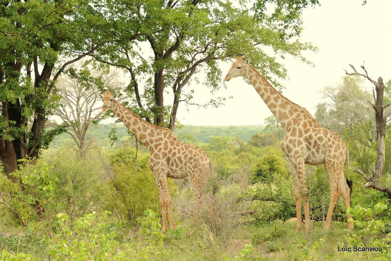Girafe/Giraffe (1)