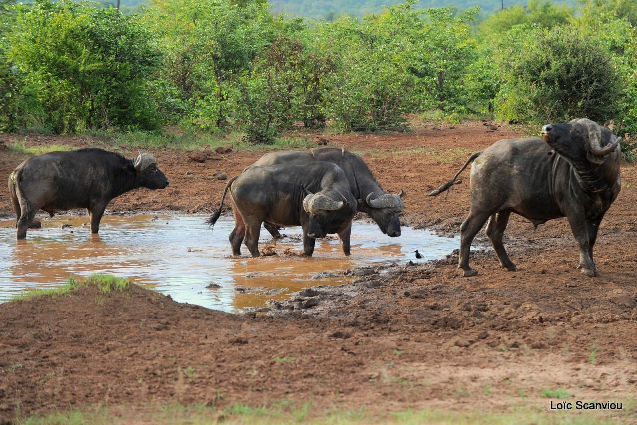 Buffle du Cap/Cape Buffalo( 3)