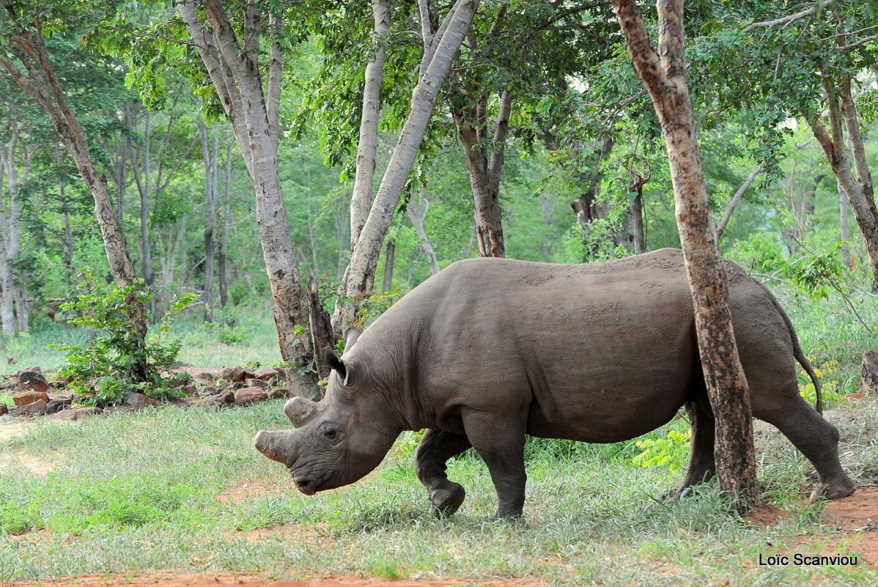 Rhinocéros noir/Black Rhino (1)