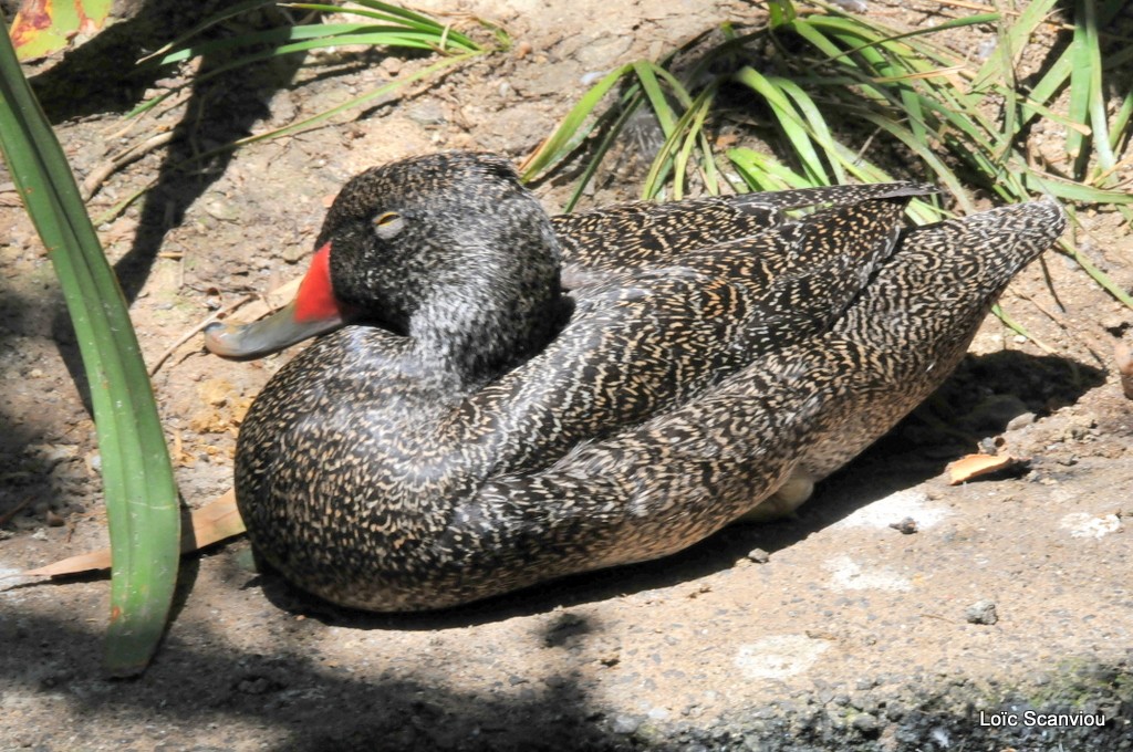 Stictonette tachetée/Freckled Duck