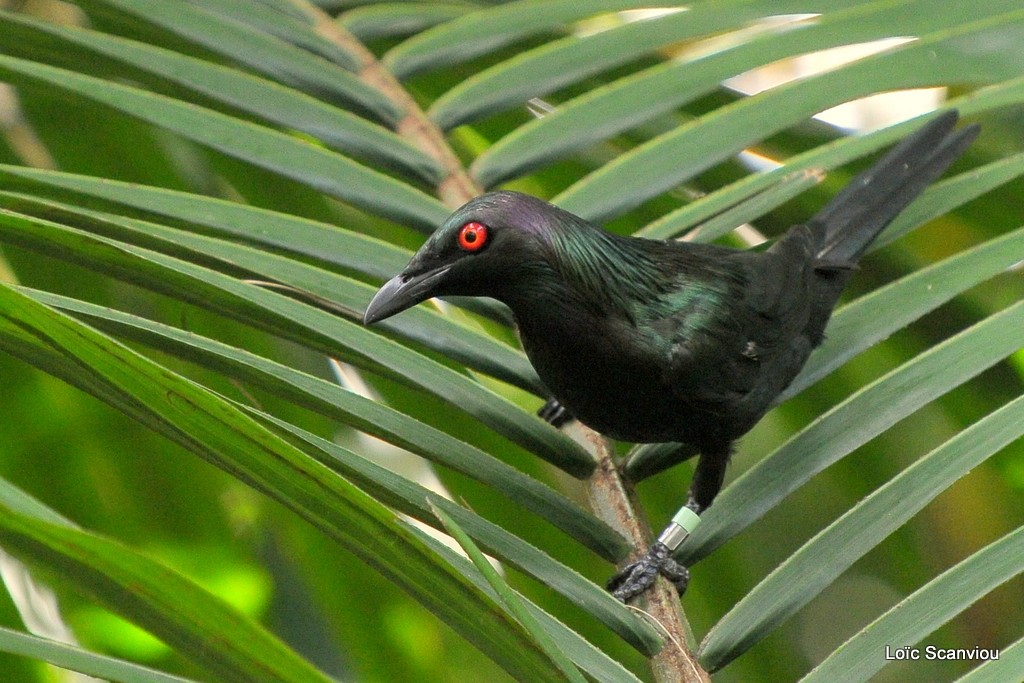 Stourne luisant/Metallic Starling