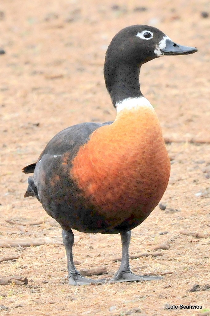 Tadorne d'Australie/Chestnut-breasted Shelduck