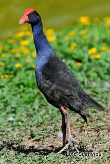 Talève sultane/Purple Swamp Hen (1)