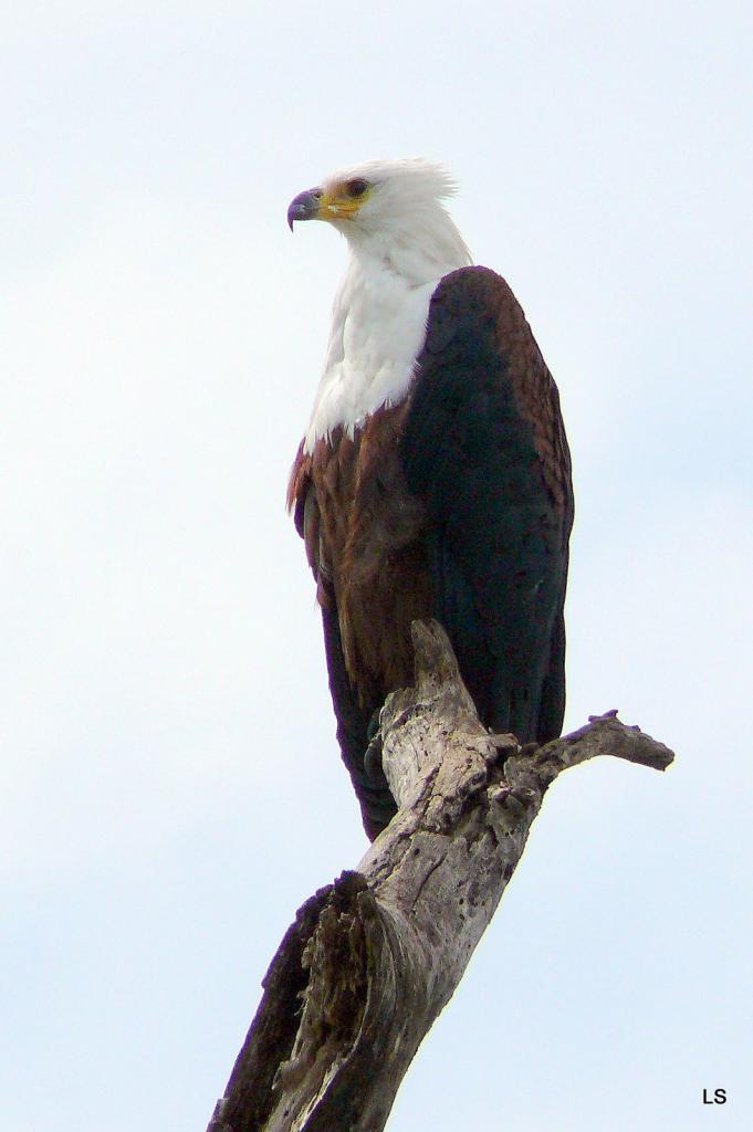 Aigle vocifère/African Fish Eagle (1)