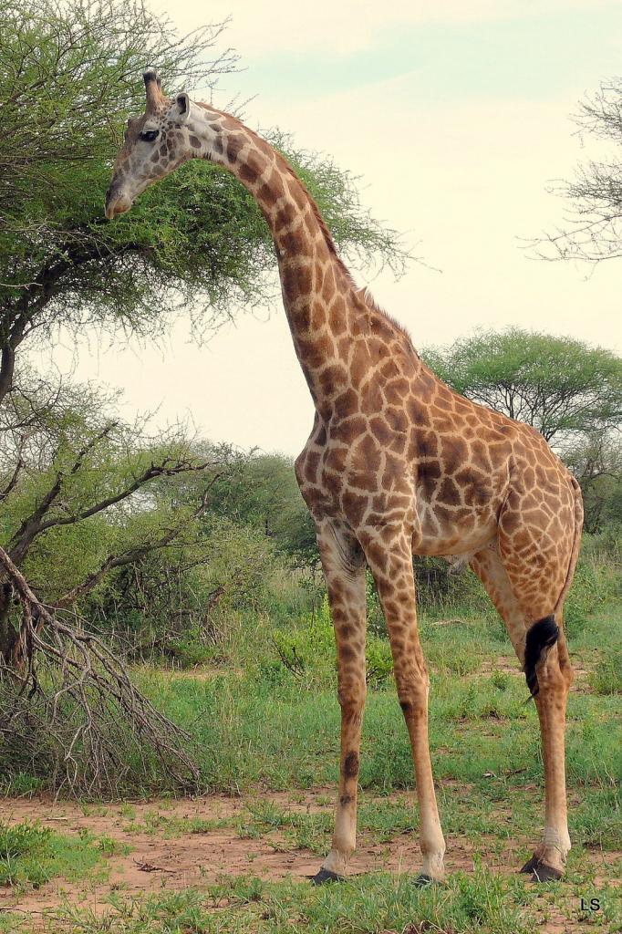 Girafe masaï/Masai Giraffe (1)
