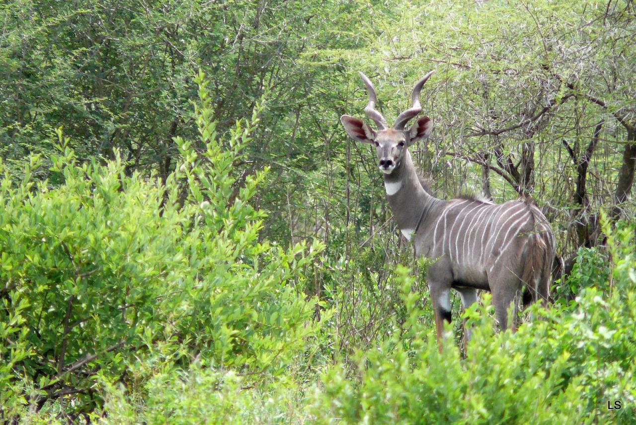 Petit Koudou/Lesser Kudu (1)