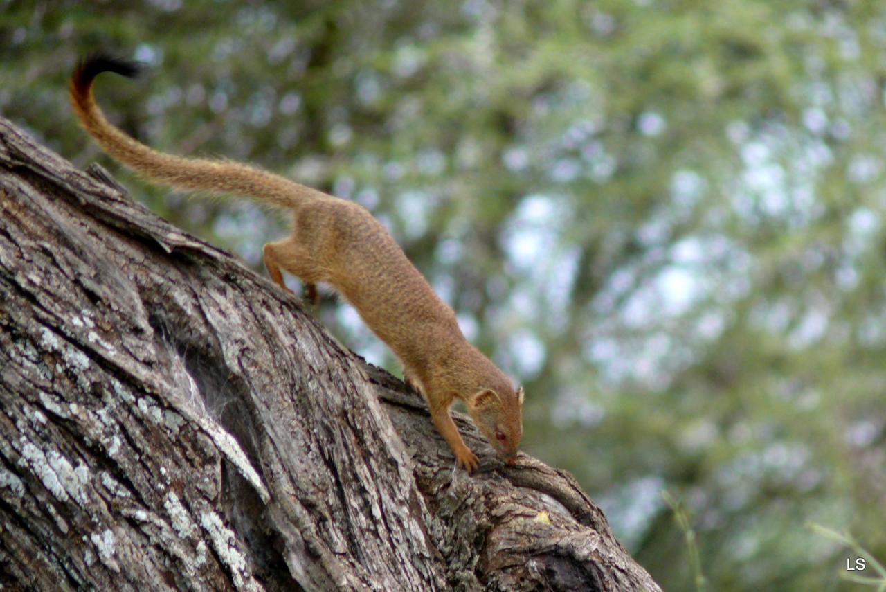 Mangouste dorée/Golden Mongoose (1)