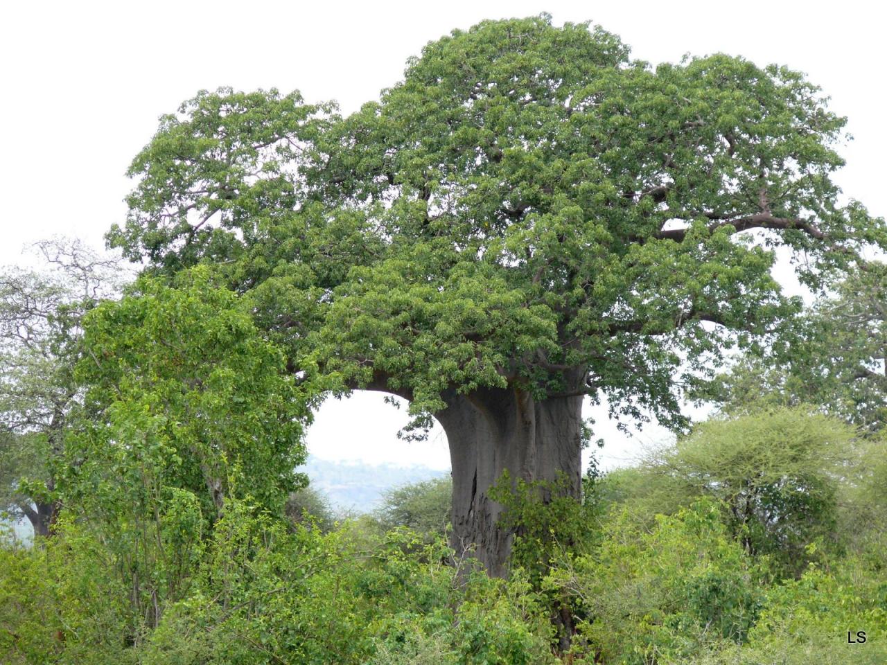 Baobab/Baobab Tree (1)