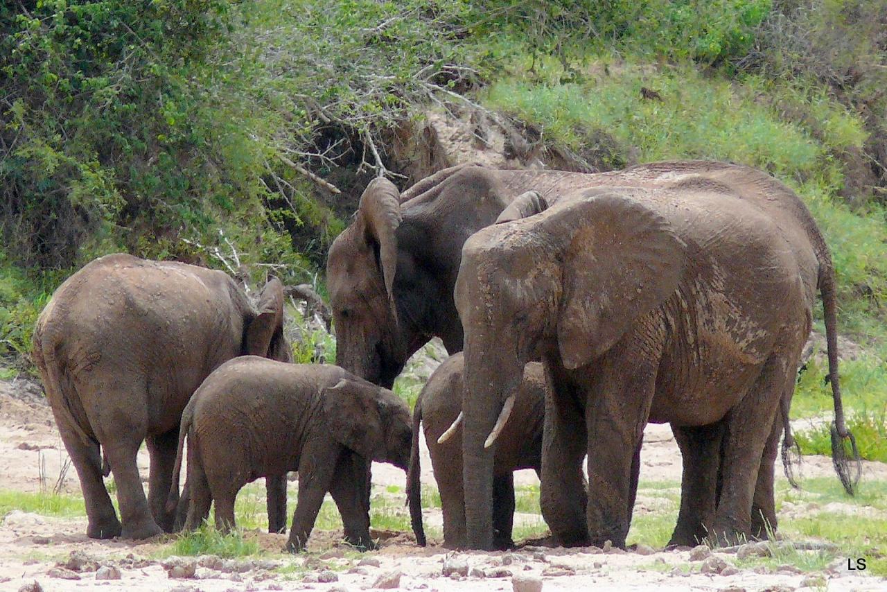 Éléphant d'Afrique/African Savanna Elephant (1)