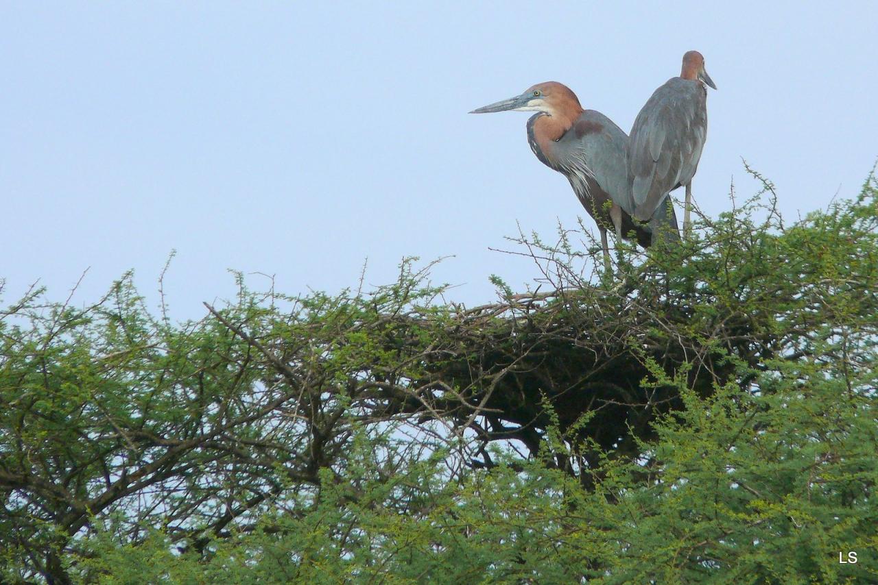 Héron goliath/Goliath Heron (1)