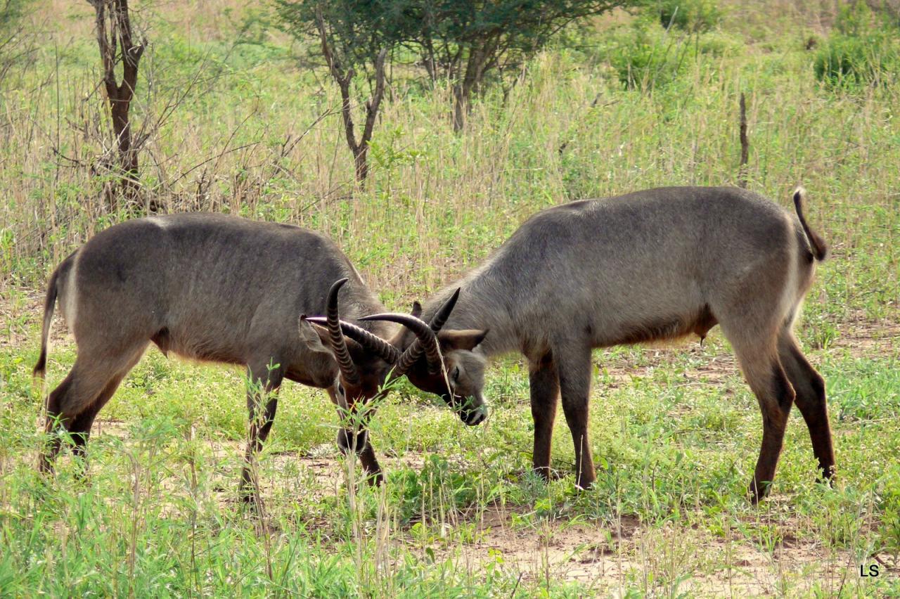 Cobe à croissant/Waterbuck (1)