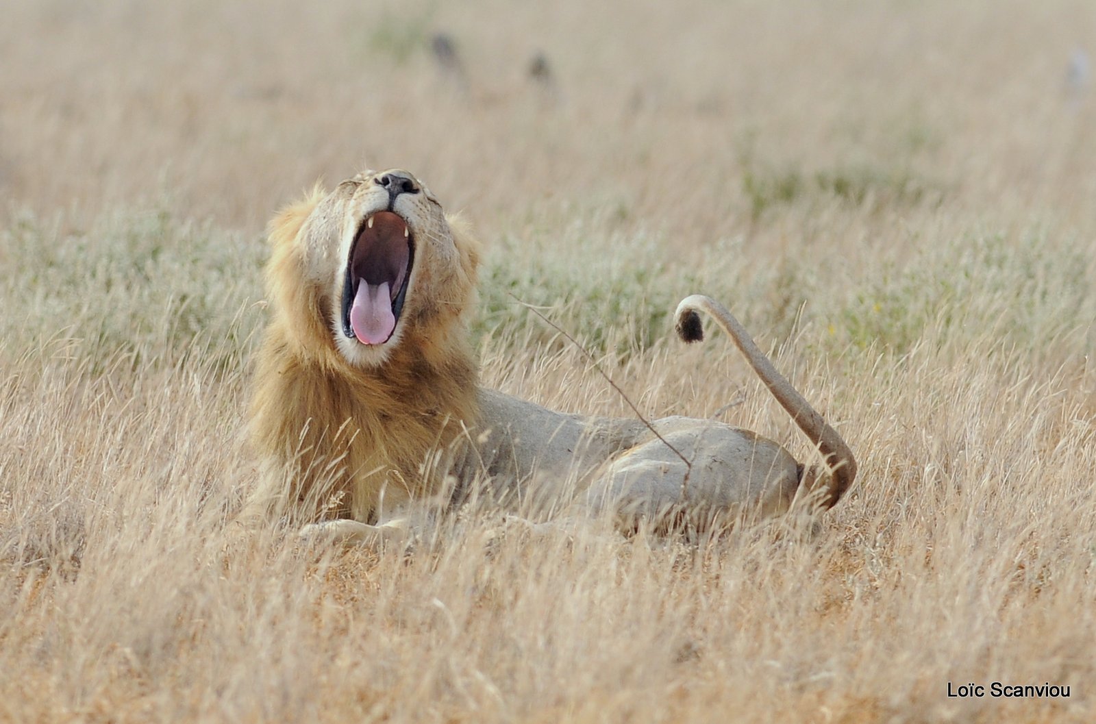 Lion (23)