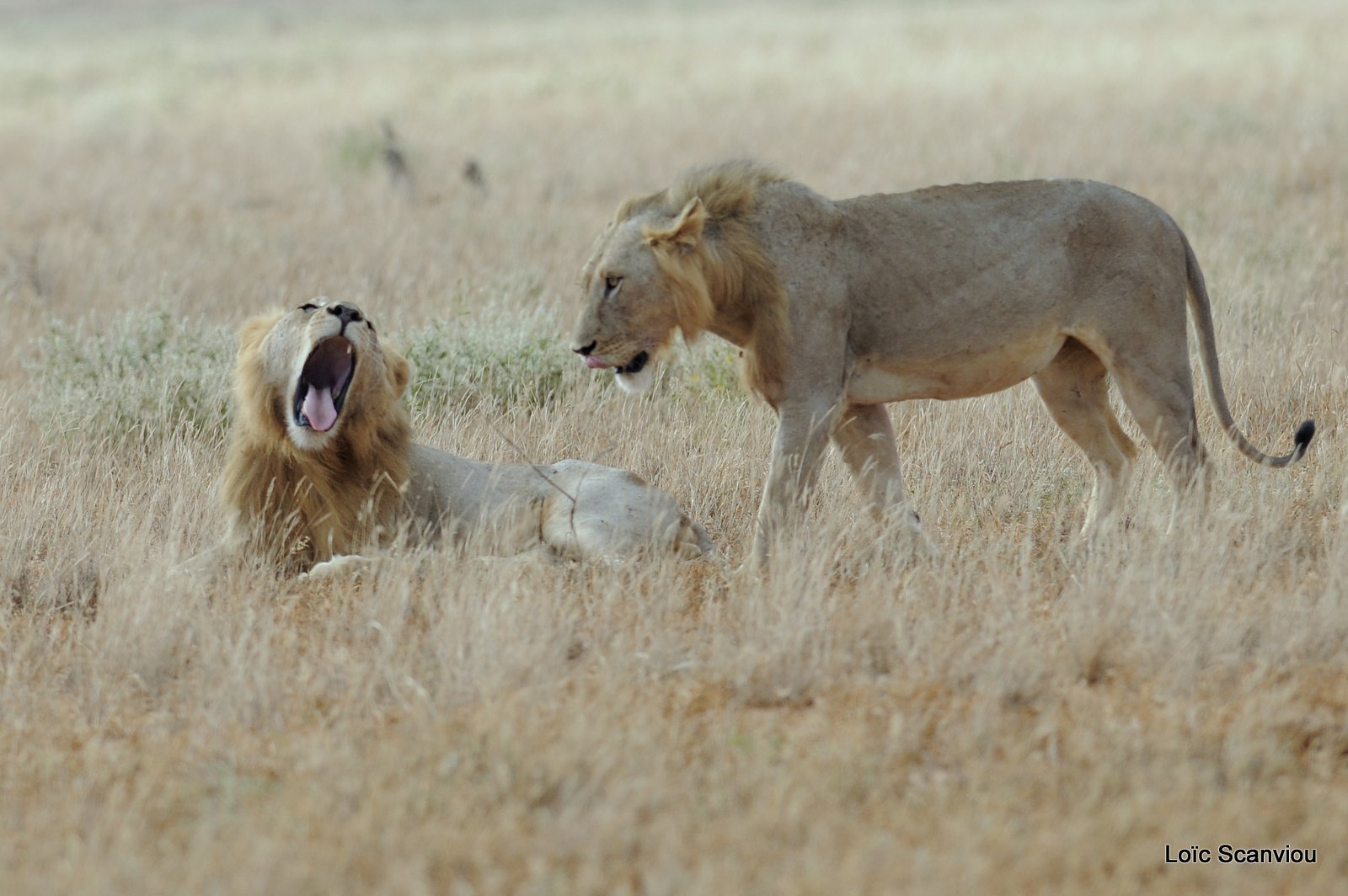 Lion (24)