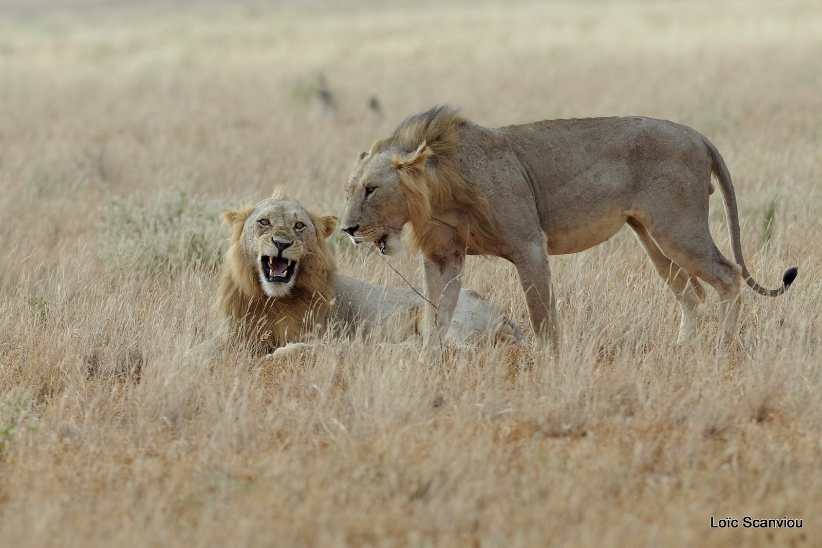 Lion (25)