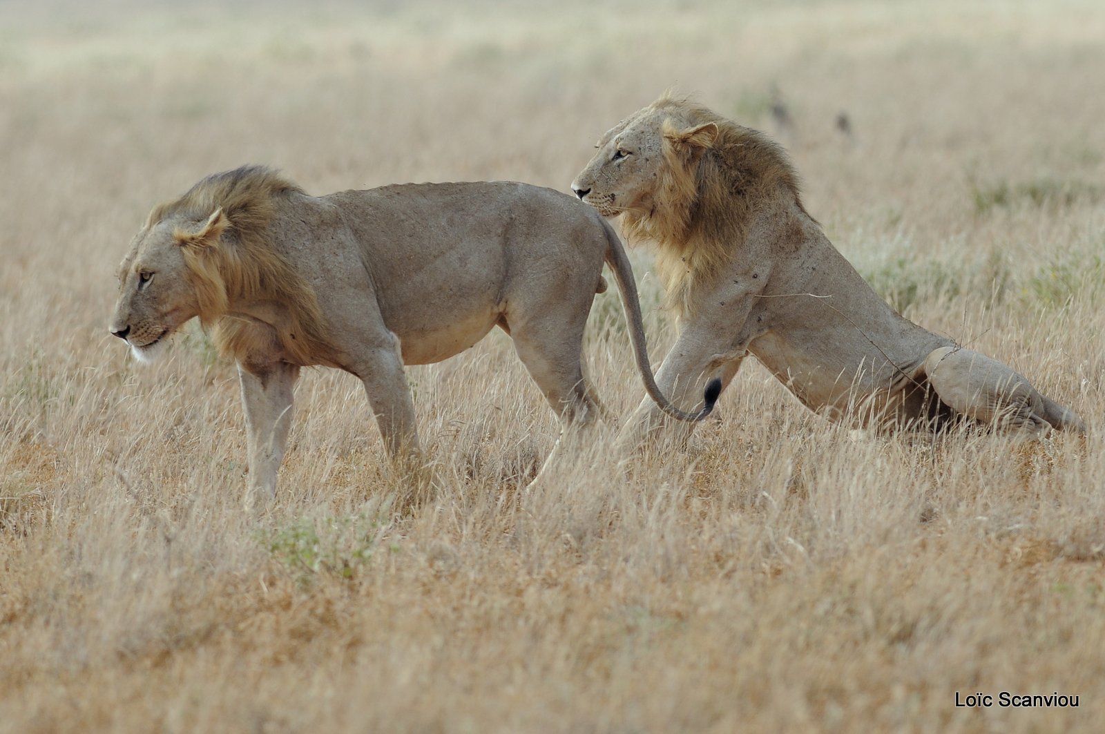 Lion (26)