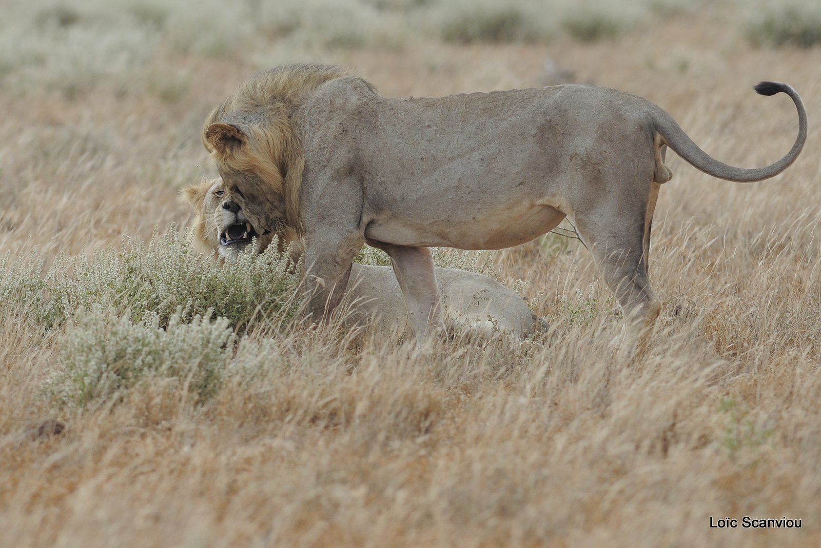 Lion (27)