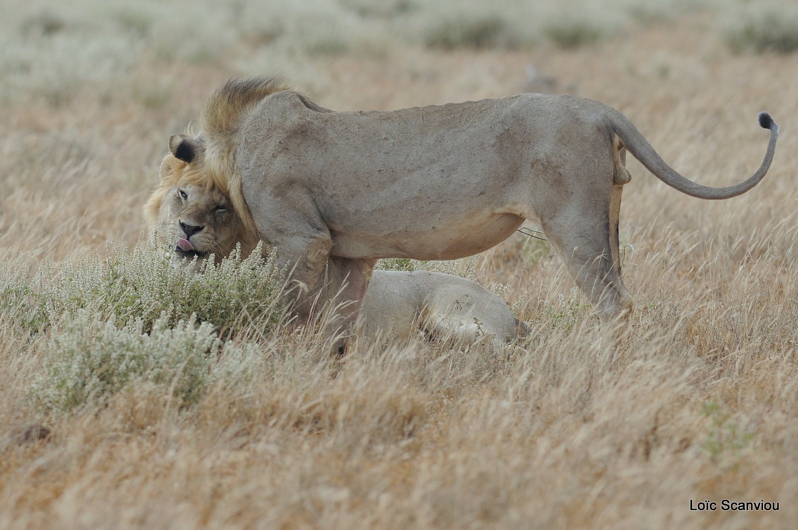 Lion (28)