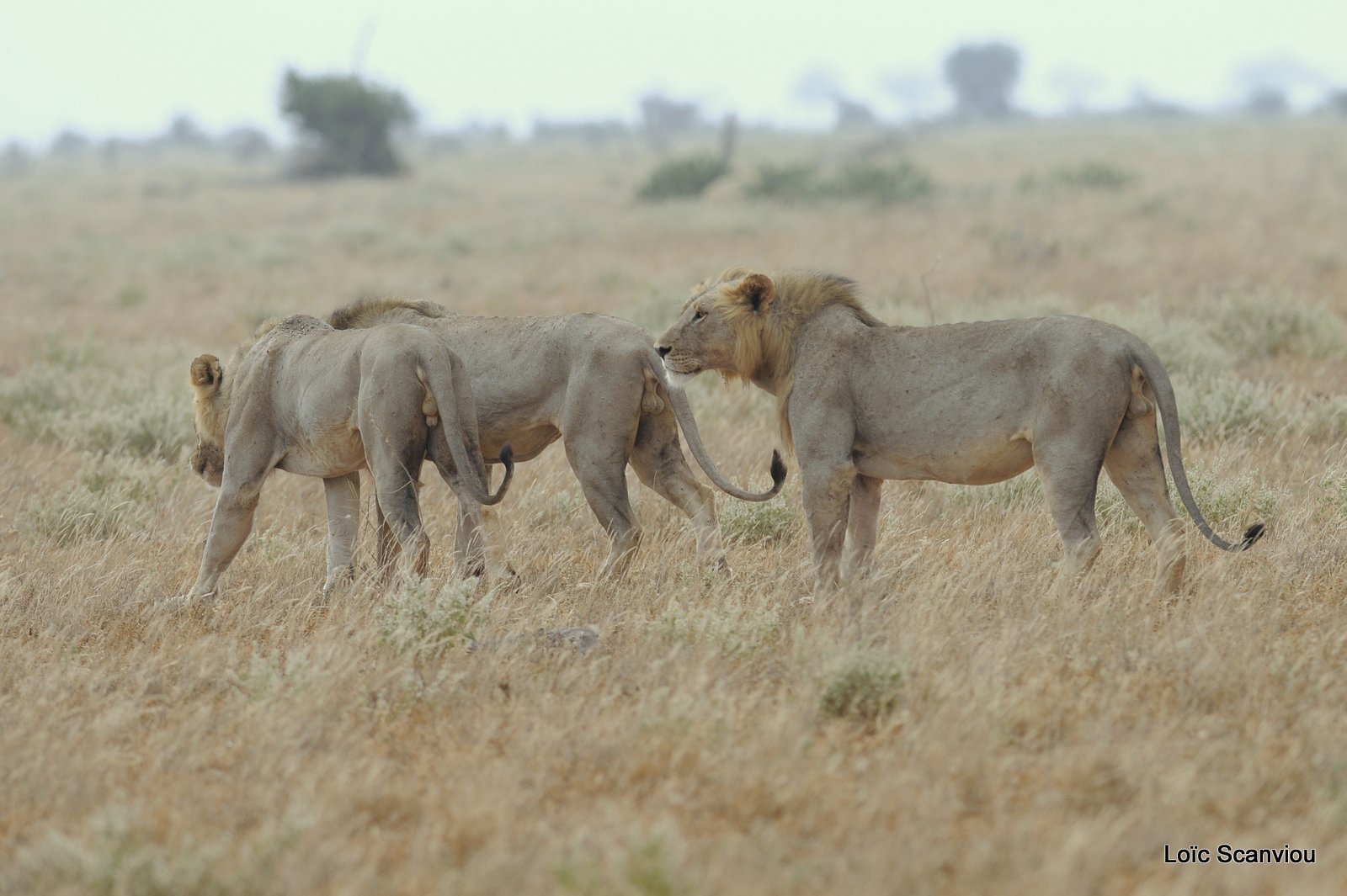 Lion (29)