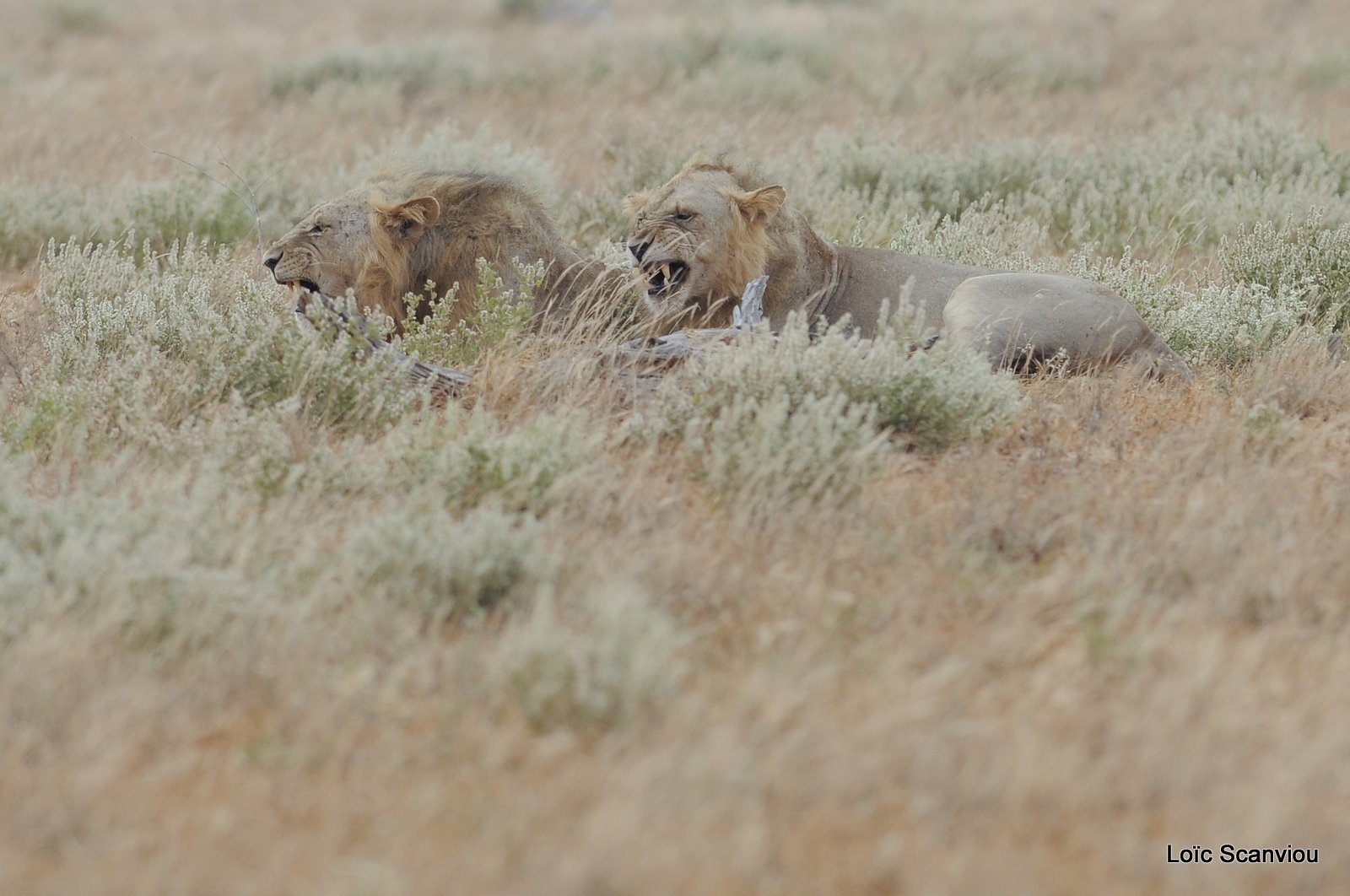 Lion (31)
