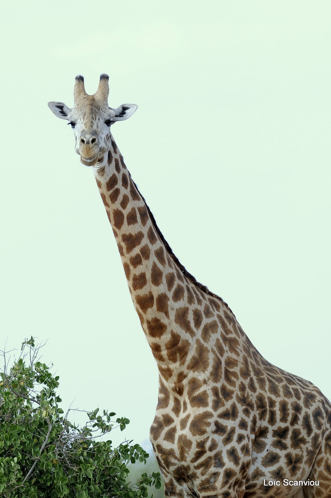 Girafe/Giraffe (3)