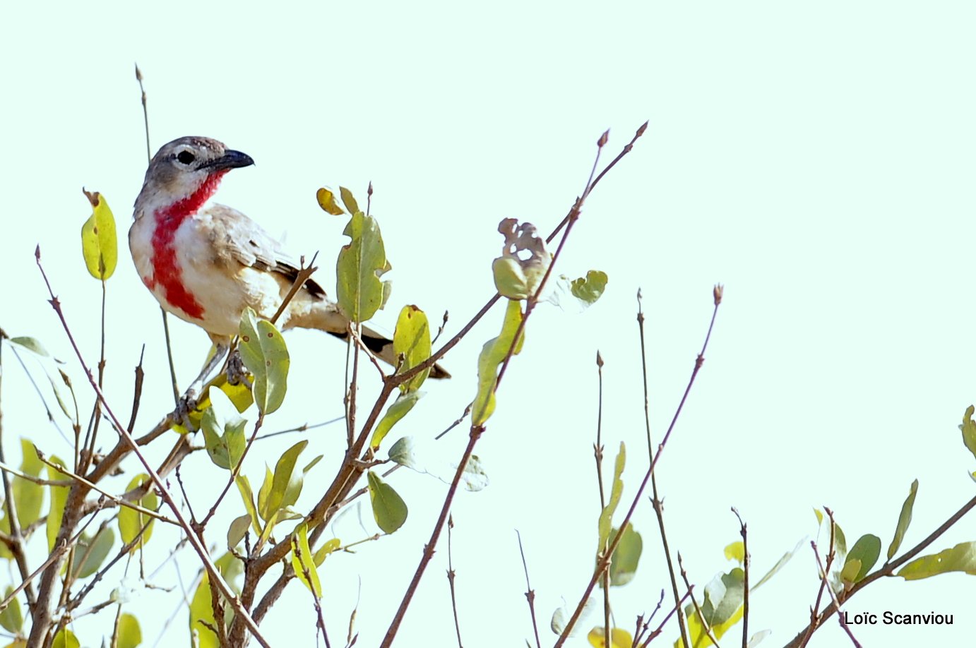 Tchagra à croupion rose/Rosy-patched Bush-Shrike