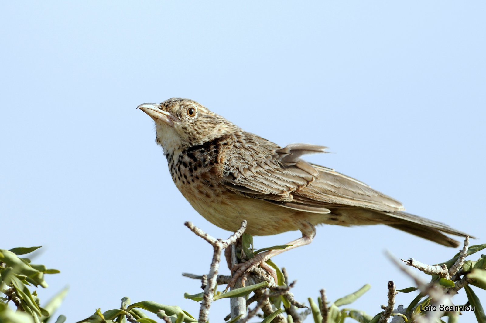 Alouette chanteuse/Singing Bush-Lark (1)