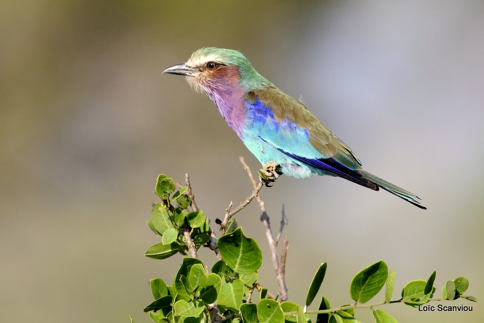 Rollier à longs brins/Lilac-breasted Roller (2)