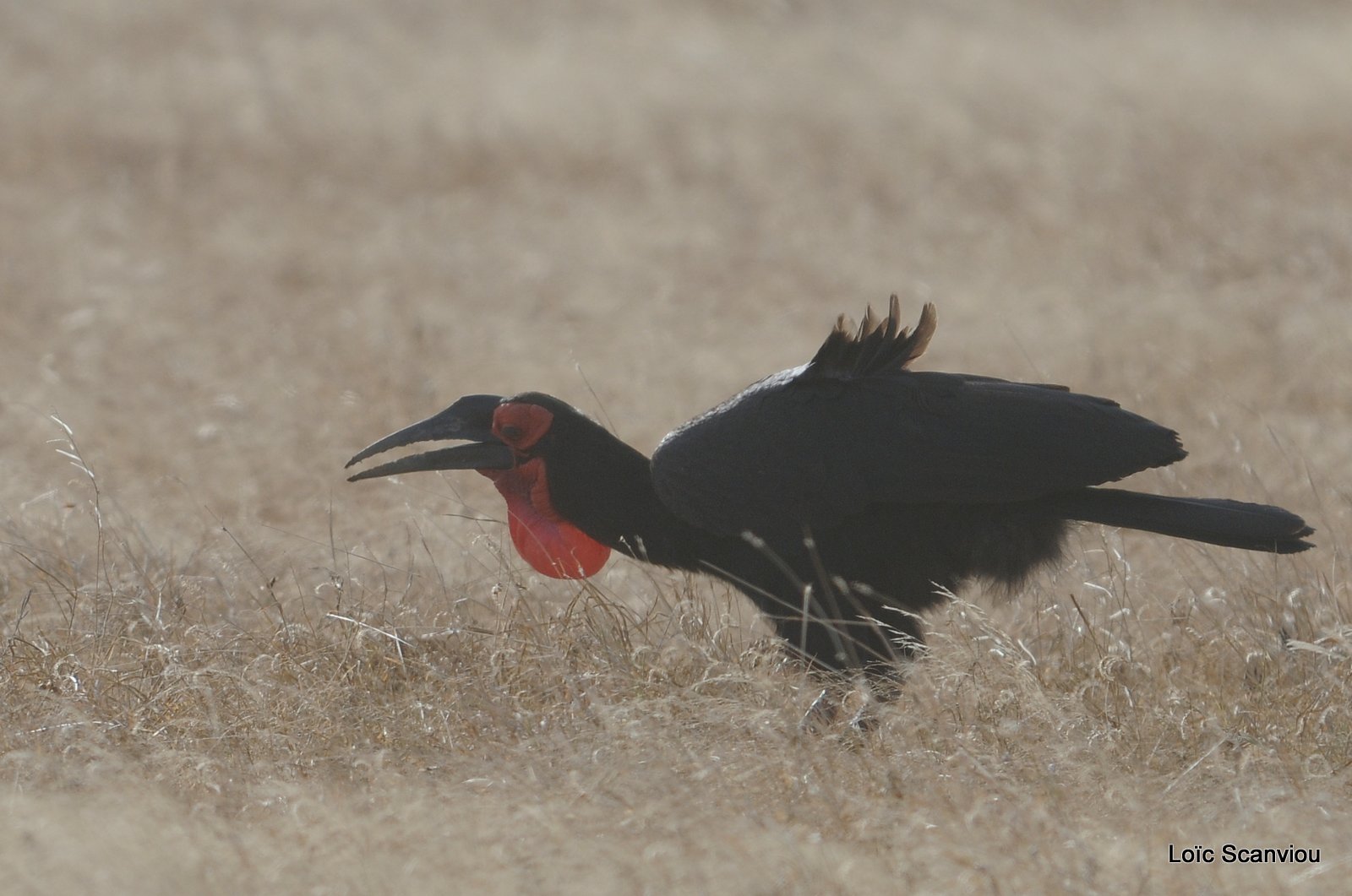 Bucorve du Sud/Southern Ground Hornbill (1)
