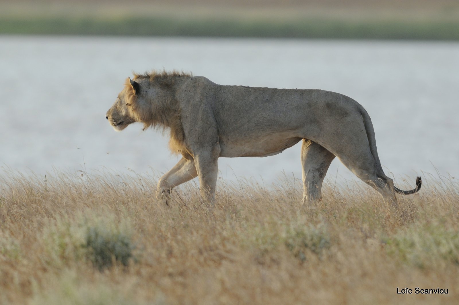 Lion (33)