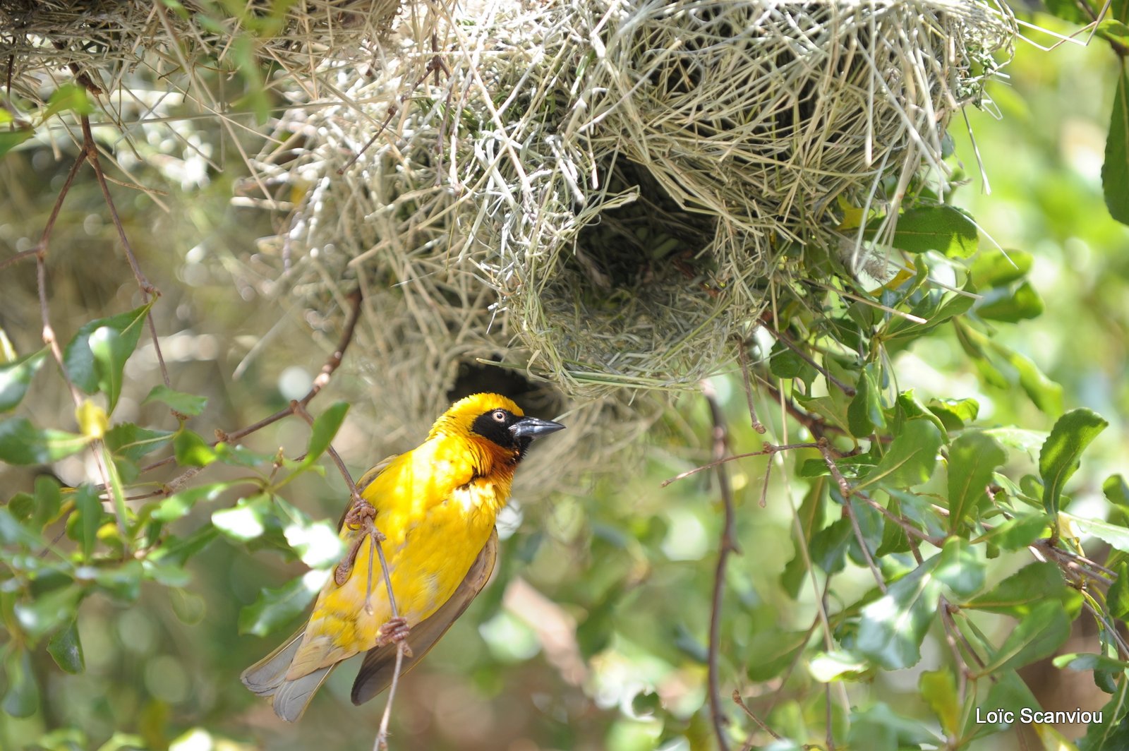 Tisserin/Weaver (3)