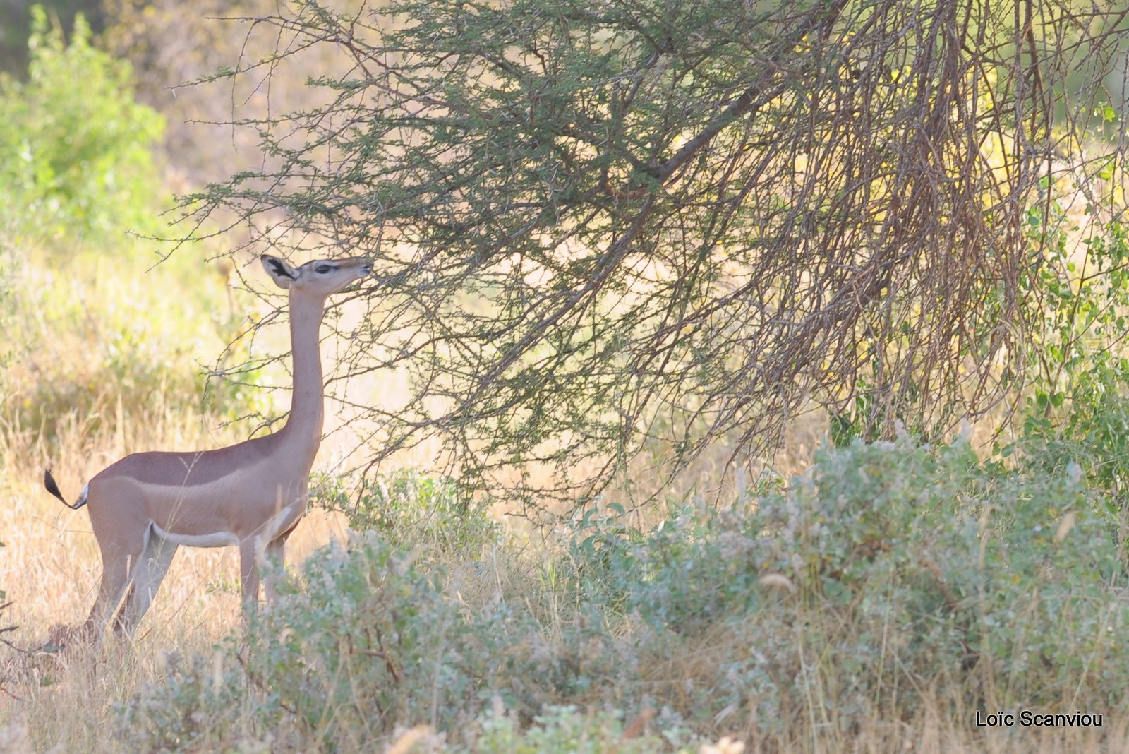 Gazelle de Waller/Gerenuk (3)