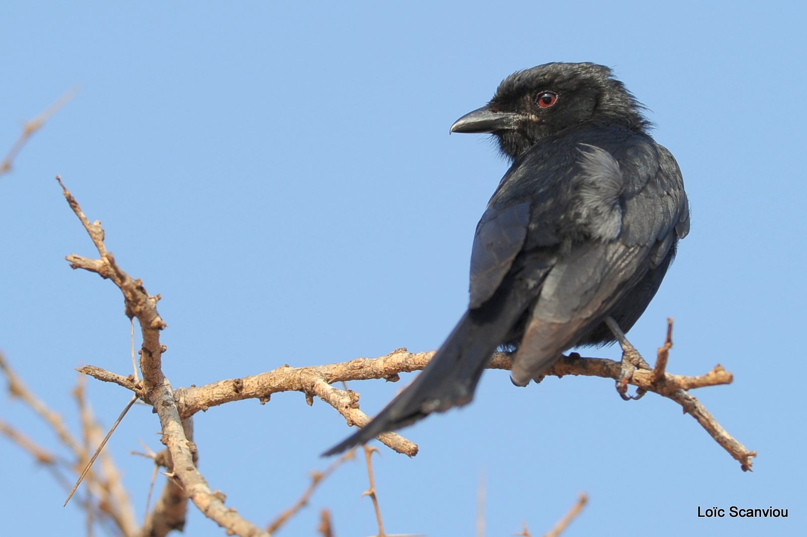 Drongo brillant/Fork-tailed Drongo (1)