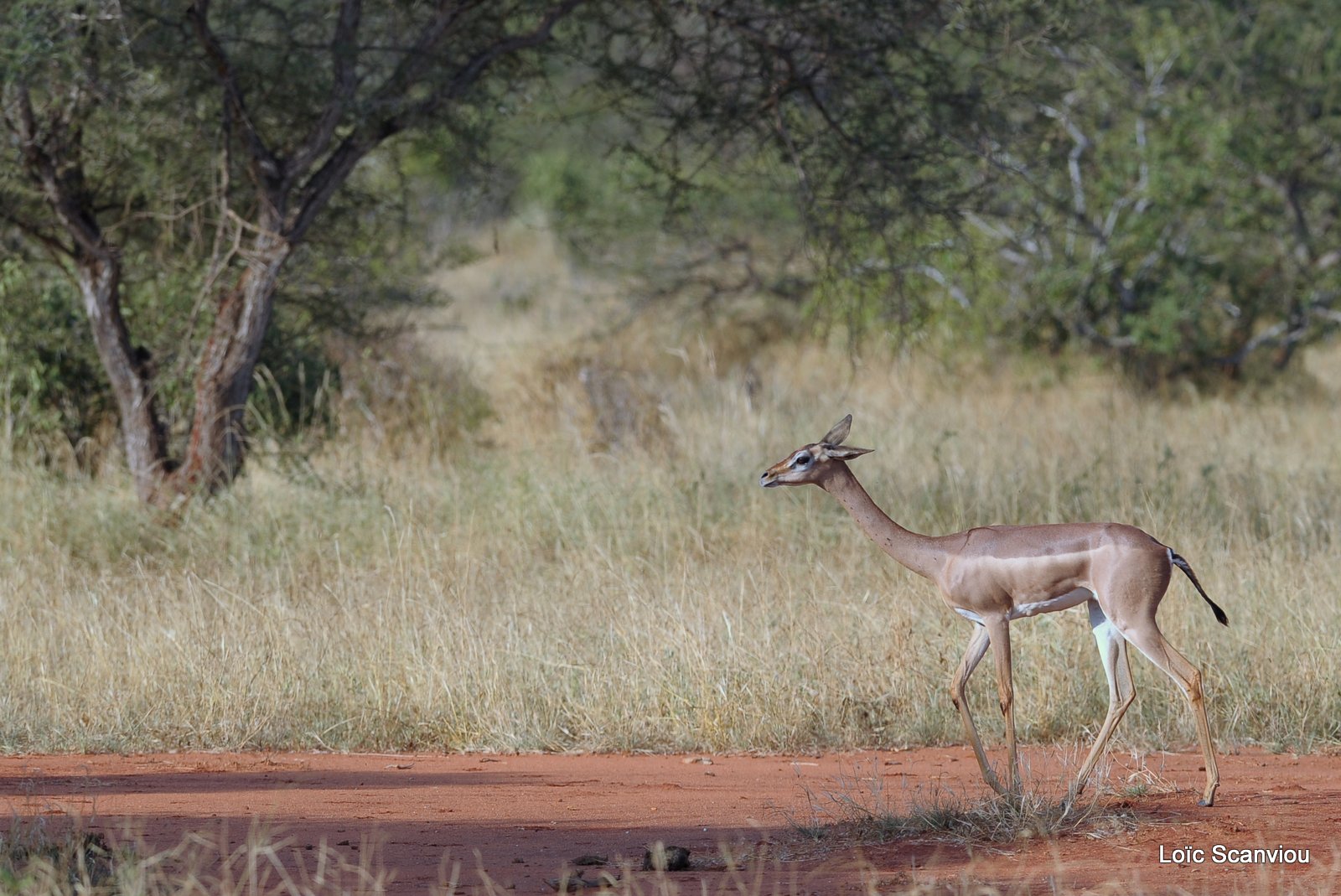 Gazelle de Waller/Gerenuk (4)