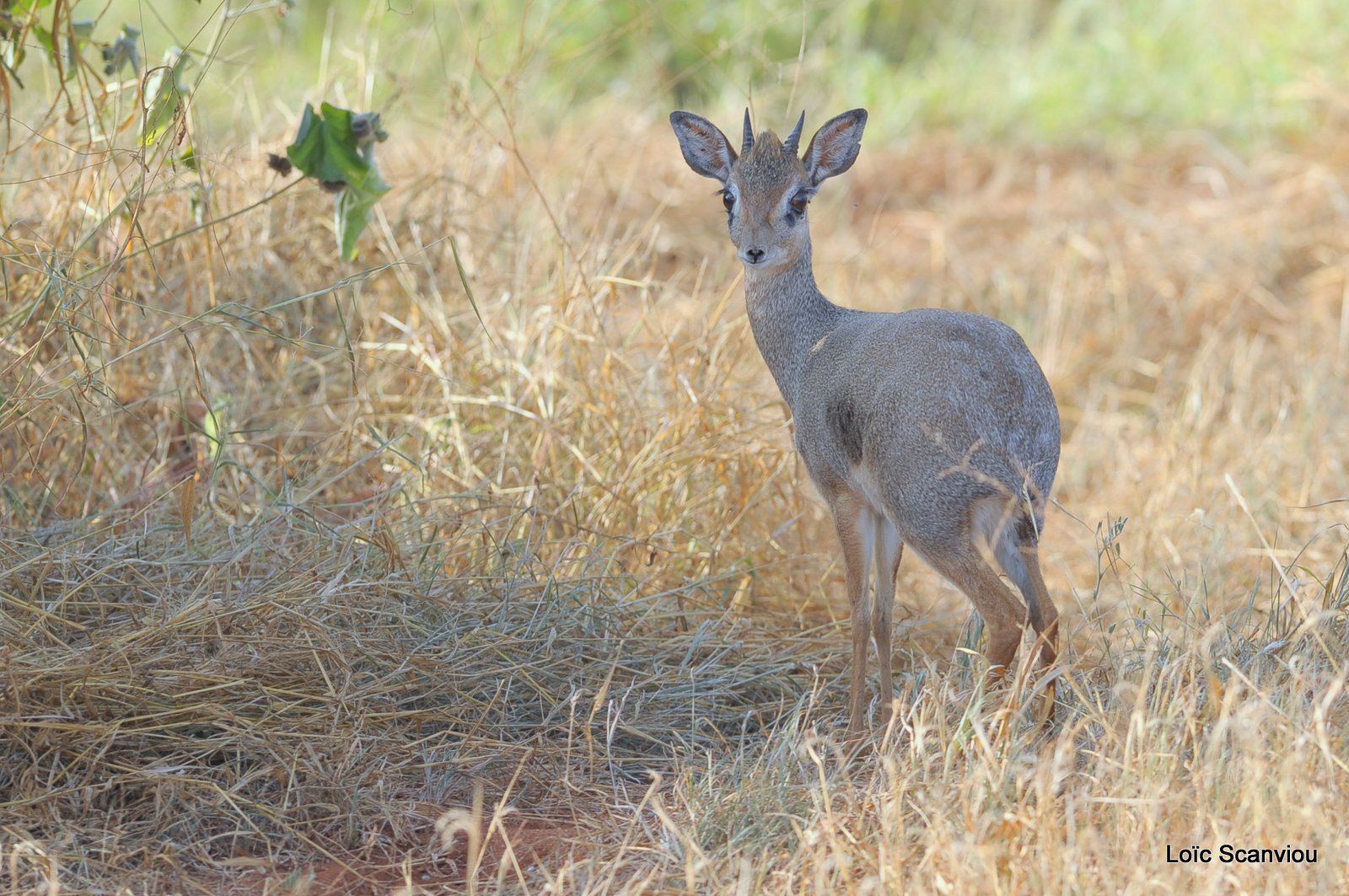 Dik-dik de Kirk/Kirk's Dik-dik (1)