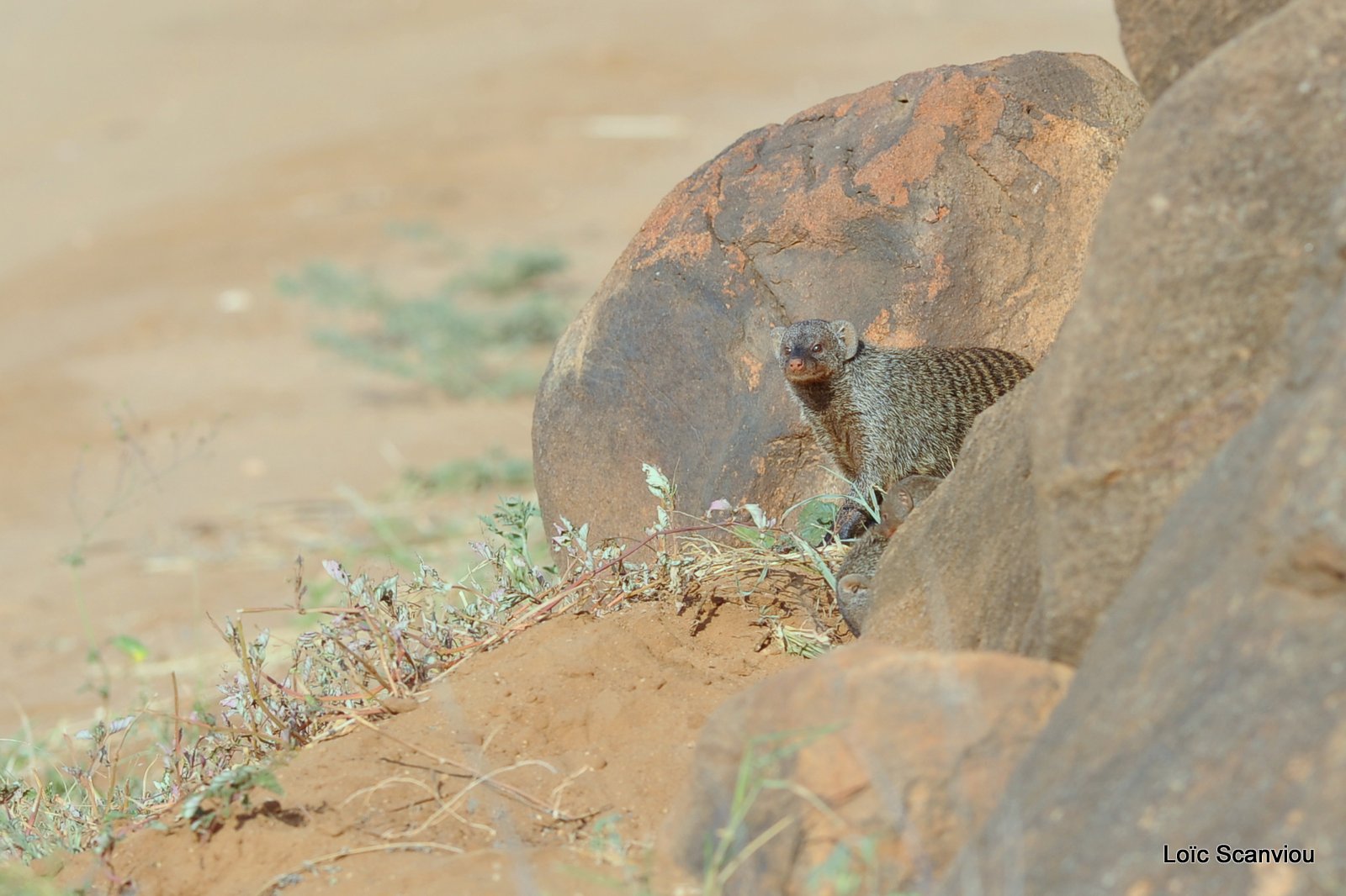 Mangouste rayée/Banded Mongoose (1)
