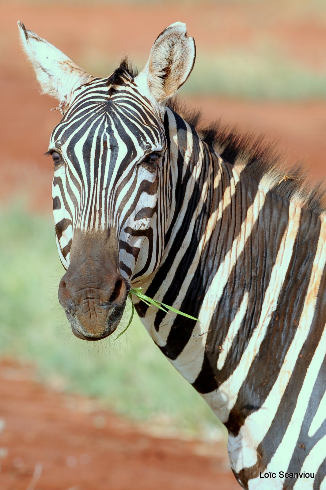 Zèbre/Zebra (13)