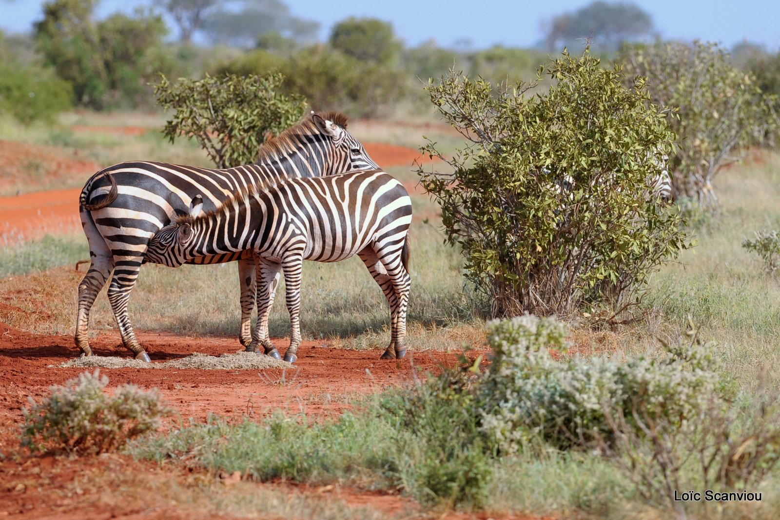 Zèbre/Zebra (14)