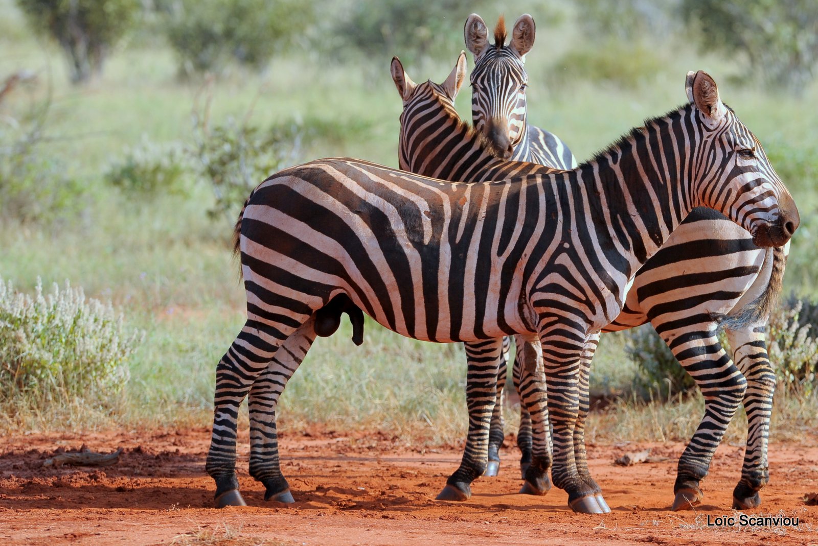 Zèbre/Zebra (15)