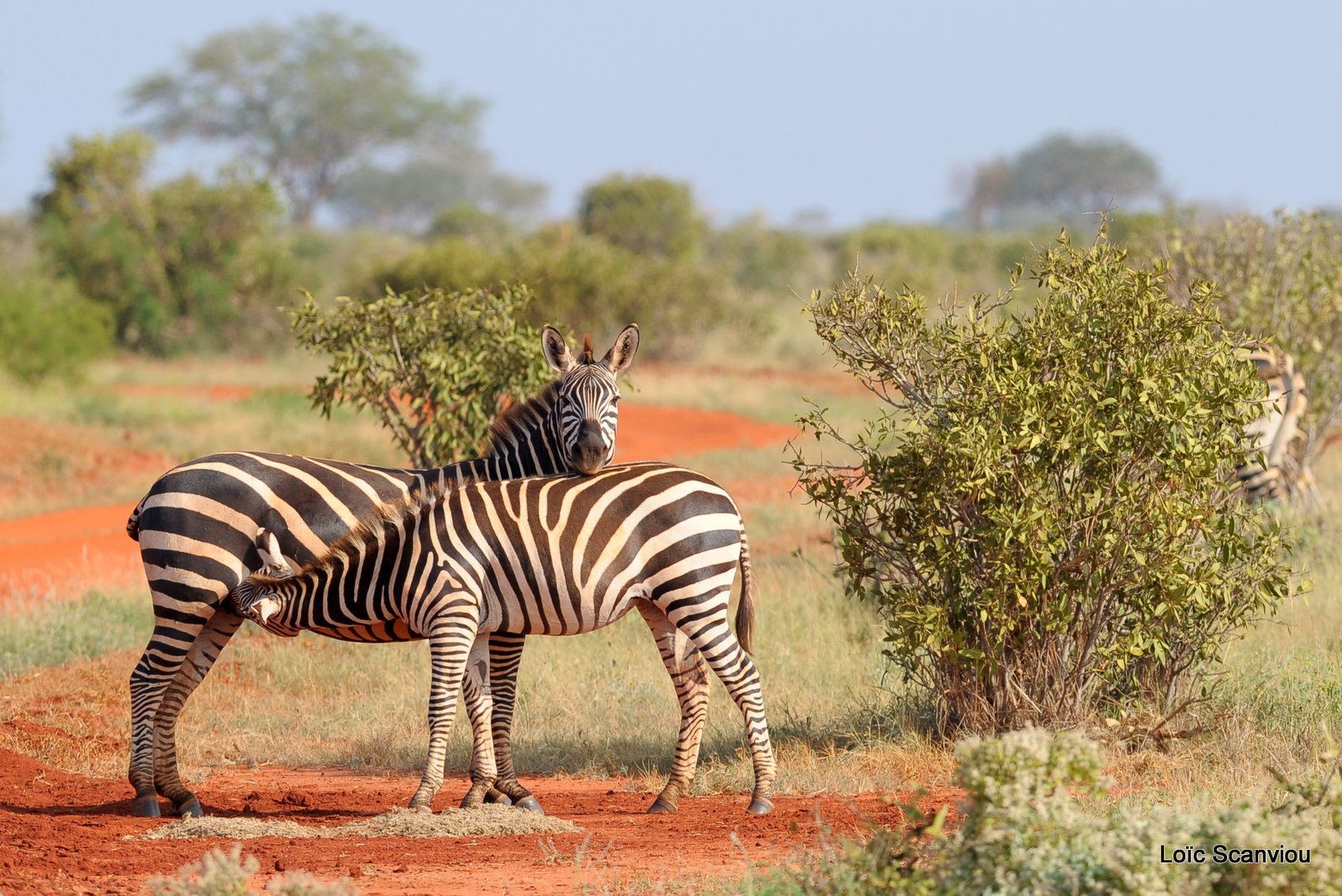 Zèbre/Zebra (16)