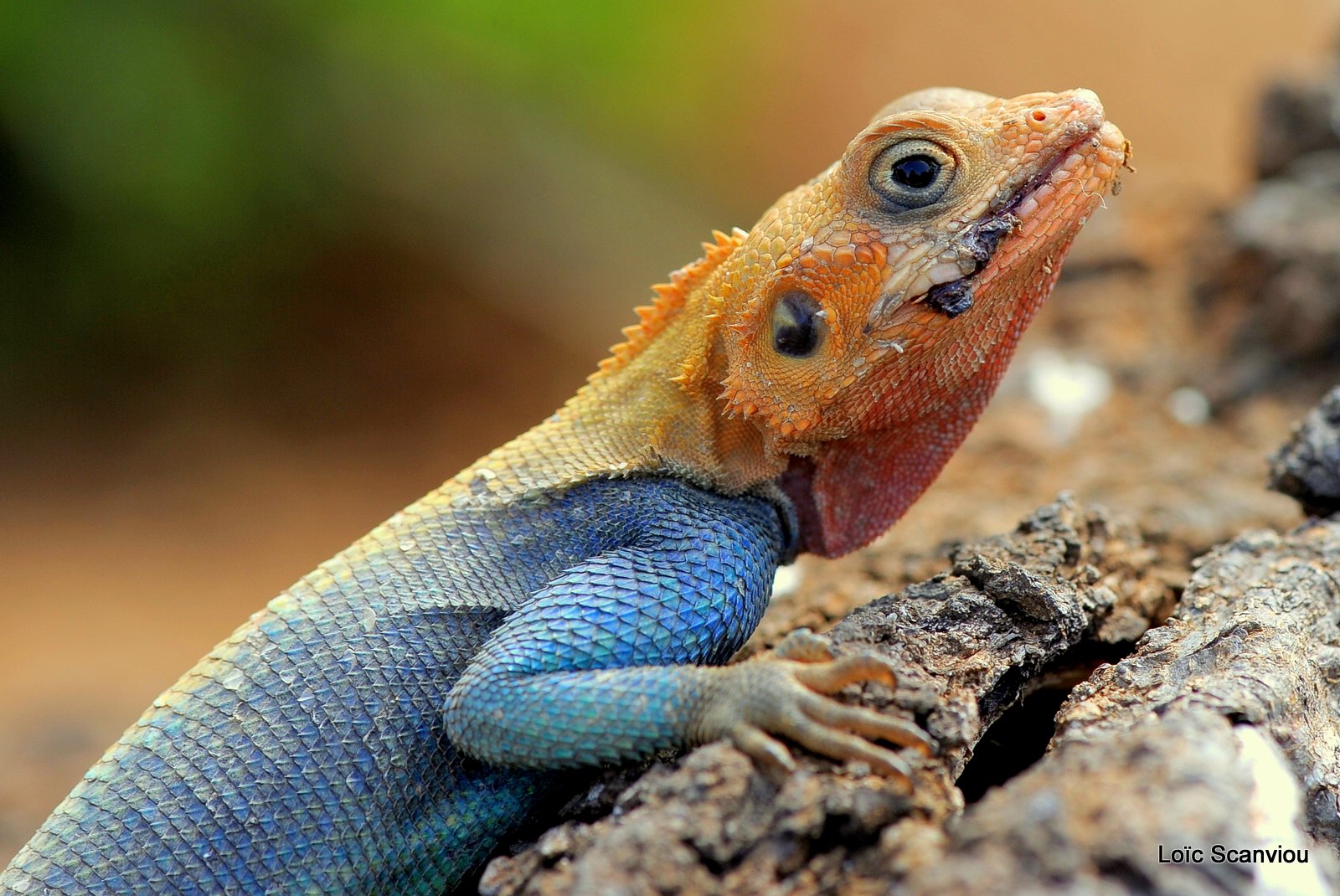 Agame/Agama Lizard (2)
