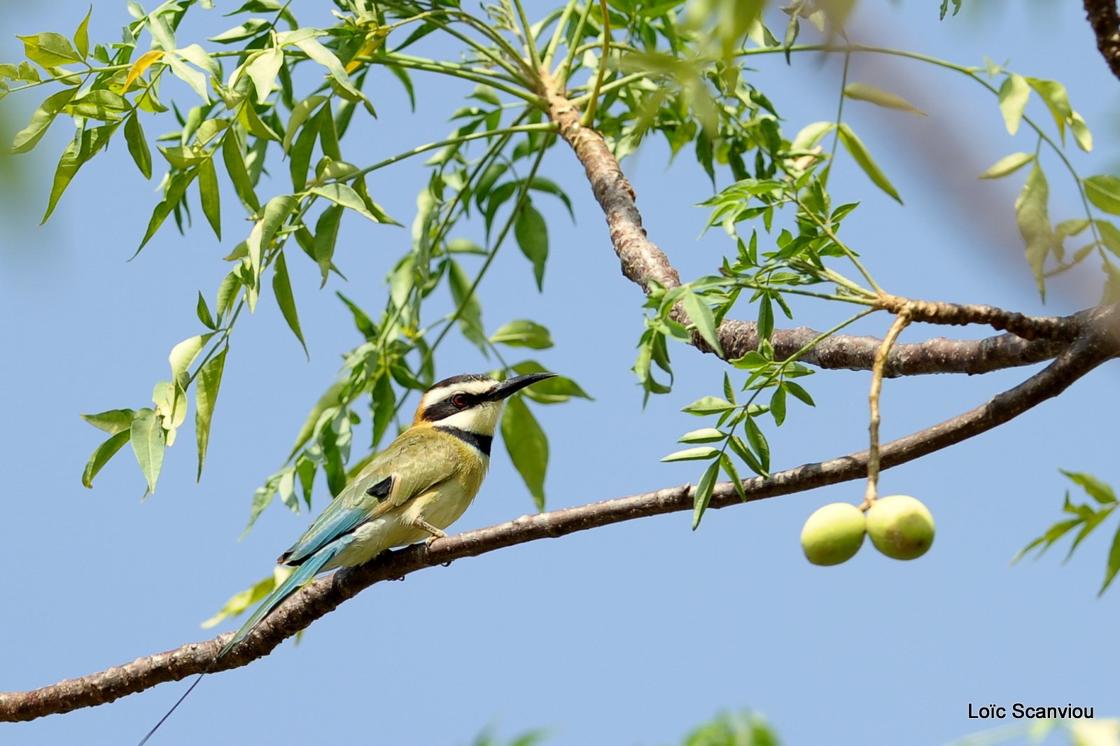 Guêpier à gorge blanche/White-throated Bee-Eater (1)
