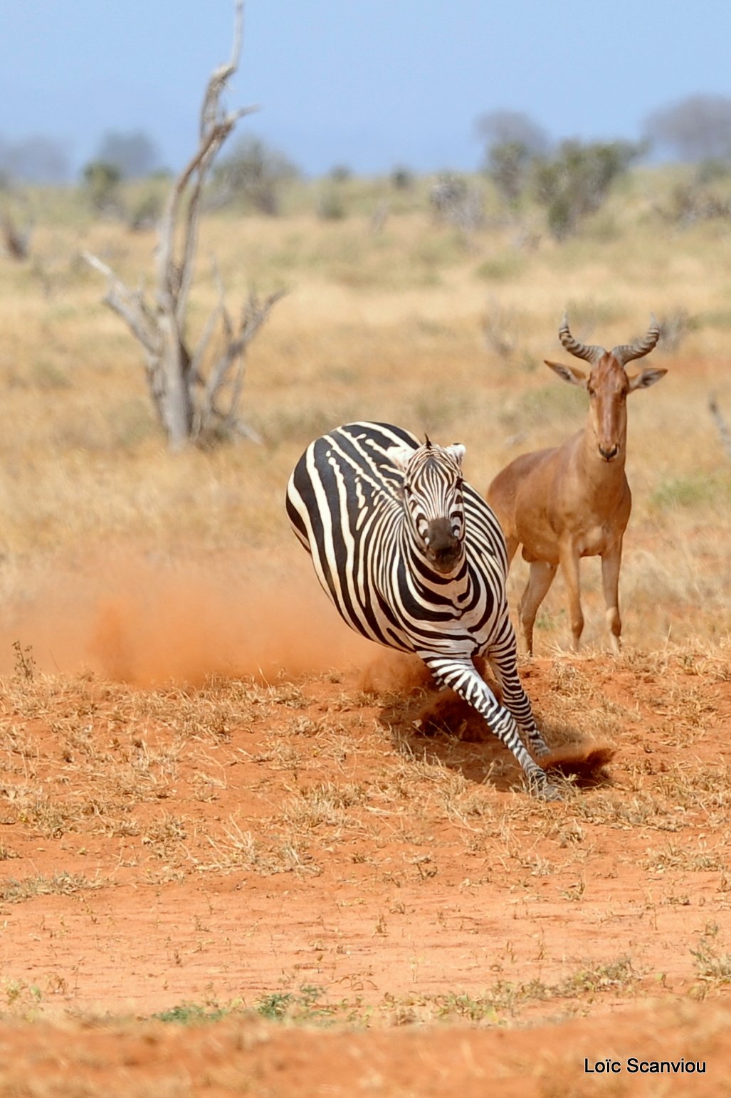 Zèbre/Zebra (18)