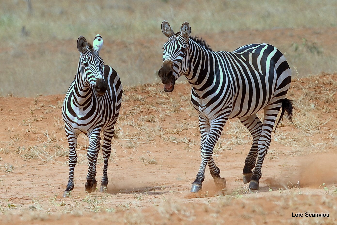 Zèbre/Zebra (20)
