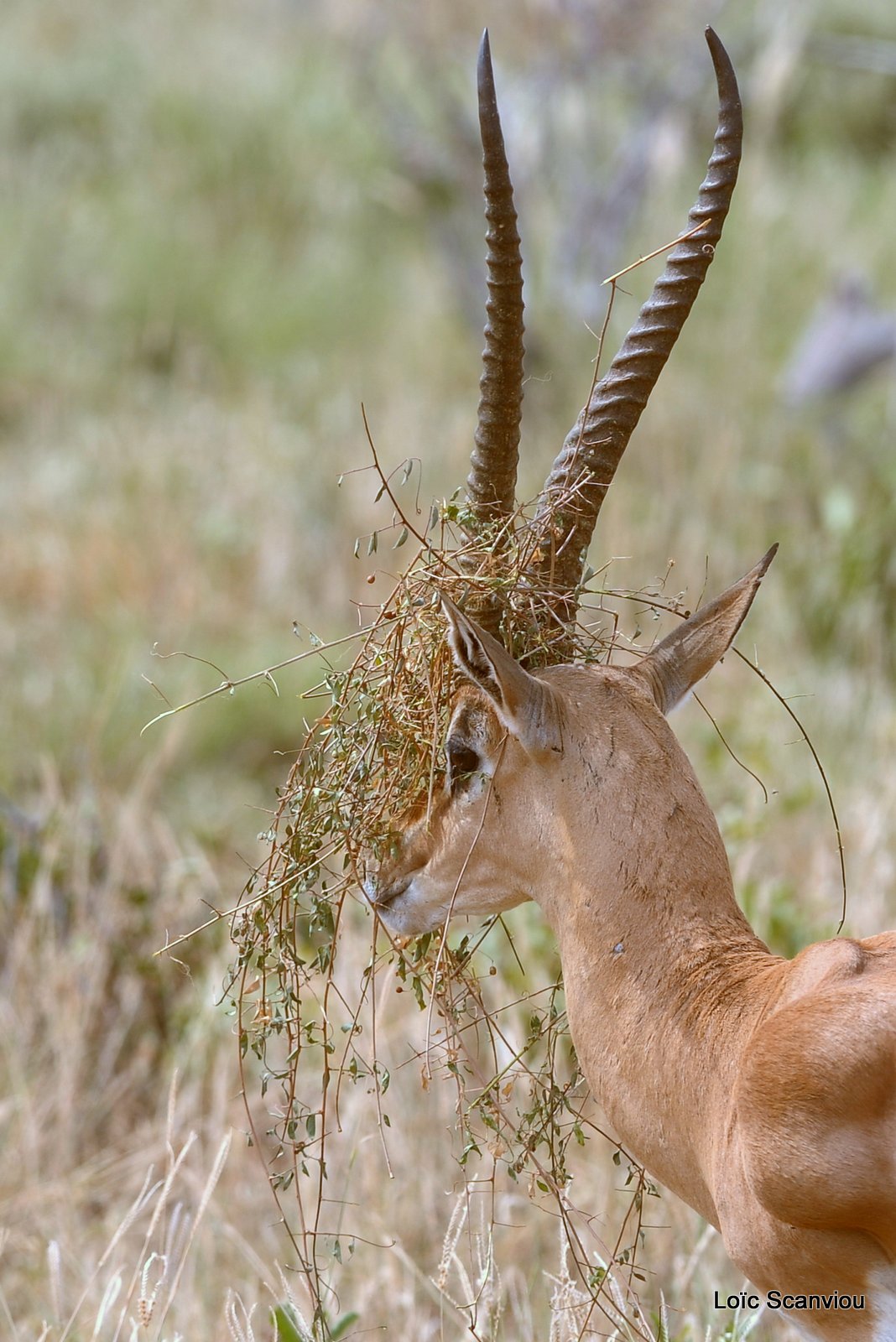Gazelle de Peters/Peters' Gazelle (1)