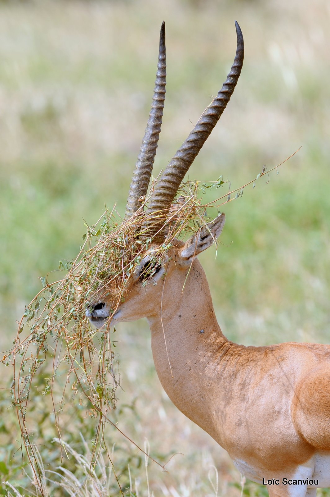 Gazelle de Peters/Peters' Gazelle (2)
